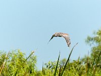 Everglades with Chloe and Kids 08-08-14